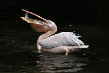 Büyük beyaz pelikan (Pelecanus onocrotalus)