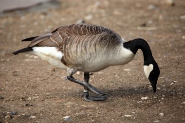 Kanada kazı (Branta kanadensis). 