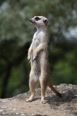 çöl faresi (suricata suricatta)