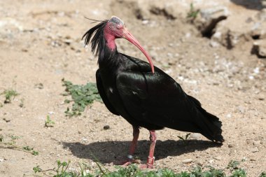 Kuzey kel Ibis (geronticus eremita)