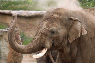 Hint fili (Elephas maximus indicus) 