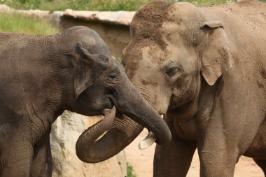Hint filler (elephas maximus indicus)