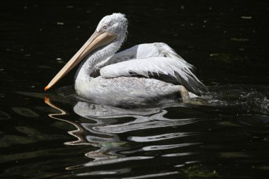 Dalmaçyalı pelikan (Pelecanus crispus). 