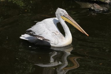 Dalmaçyalı pelikan (Pelecanus crispus)