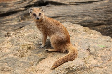 Sarı gelincik (cynictis penicillata)