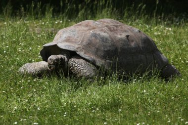 Santa Cruz Galapagos giant tortoise clipart
