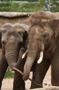 Hint filler (elephas maximus indicus)