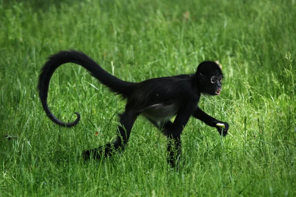 Mono araña de Geoffroy (Ateles geoffroyi ). — Foto de Stock