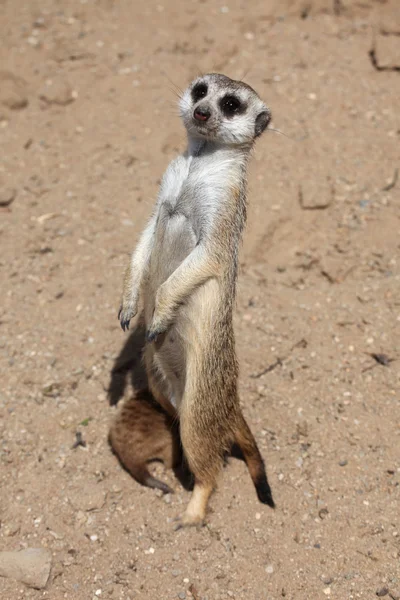 Meerkats (suricata suricatta) — Stockfoto