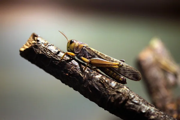 Göçmen keçiboynuzu (locusta migratoria). — Stok fotoğraf