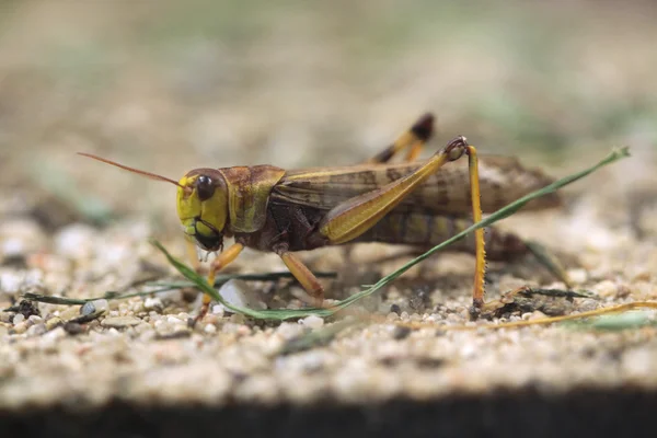 Vándorló locust (locusta migratoria). — Stock Fotó