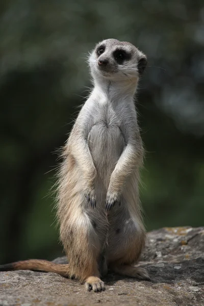 猫鼬 (suricata suricatta) — 图库照片