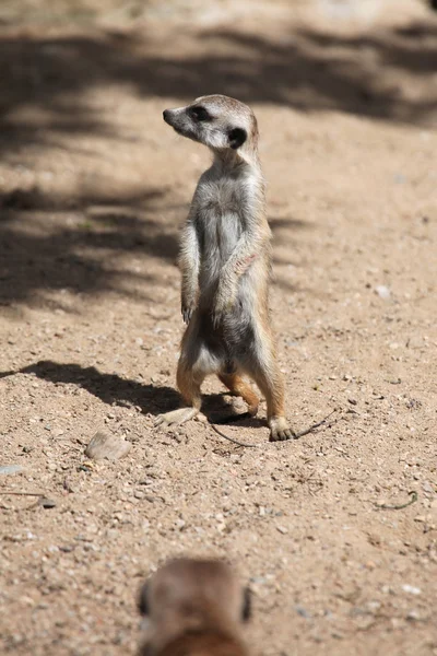 Surykatek (suricata suricatta) — Zdjęcie stockowe