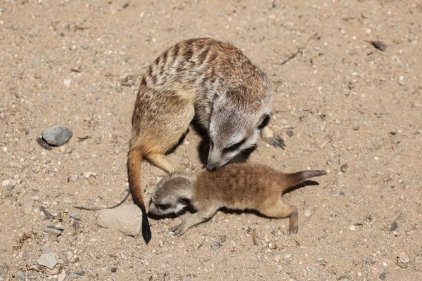 Meerkats (suricata suricatta) — Stockfoto