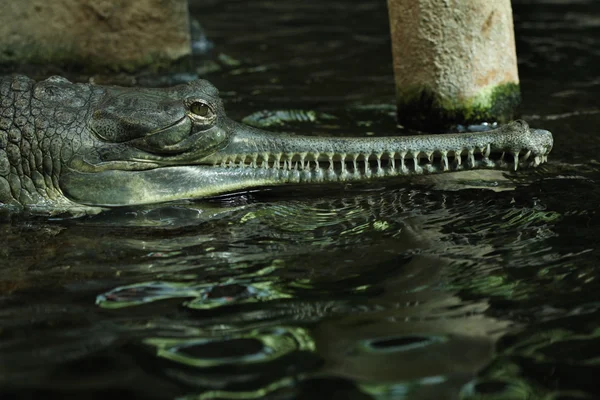 Gharial (gavialis gangeticus ) — стокове фото