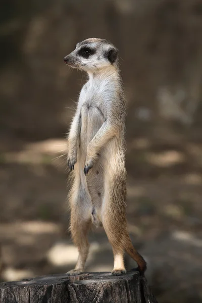 Meerkat (Suricata suricatta) ) — Photo