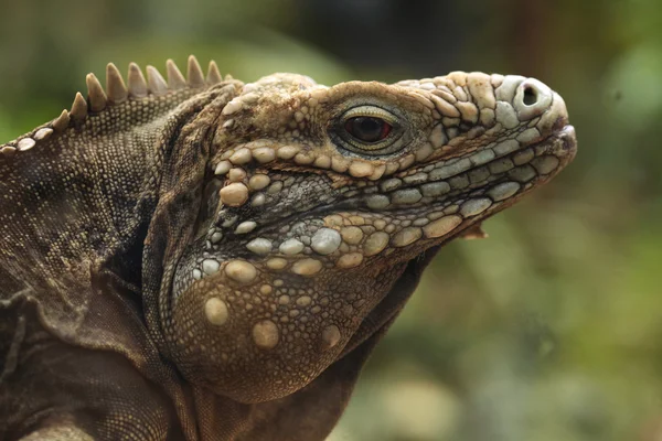 Küba rock iguana (cyclura nubila) — Stok fotoğraf