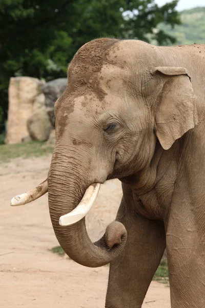 Slon indický (Elephas maximus indicus) — Stock fotografie