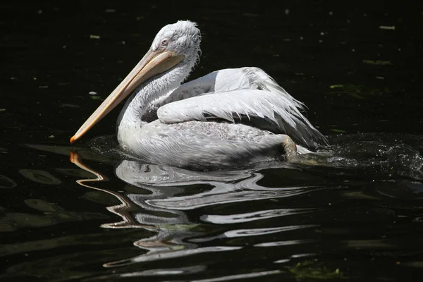 Pelicano dálmata (Pelecanus crispus). — Fotografia de Stock