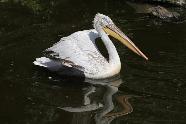 Dalmatische pelikaan (Pelecanus crispus)) — Stockfoto