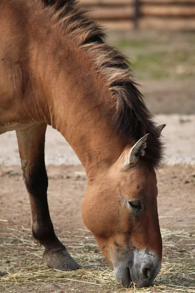 Koń Przewalskiego (equus ferus przewalskii). — Zdjęcie stockowe