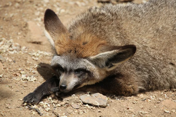 Grootoorvos (otocyon megalotis). — Stockfoto