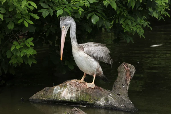 Pellicano grigio (Pelecanus philippensis ) — Foto Stock