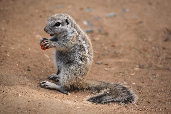 Cape ground squirrel (Xerus inauris). — Stock Photo, Image