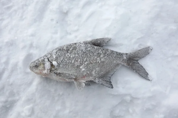 Freshwater bream (Abramis brama). — Stock Image Freshwater bream (Abramis brama). Royalty Free Stock Photos
