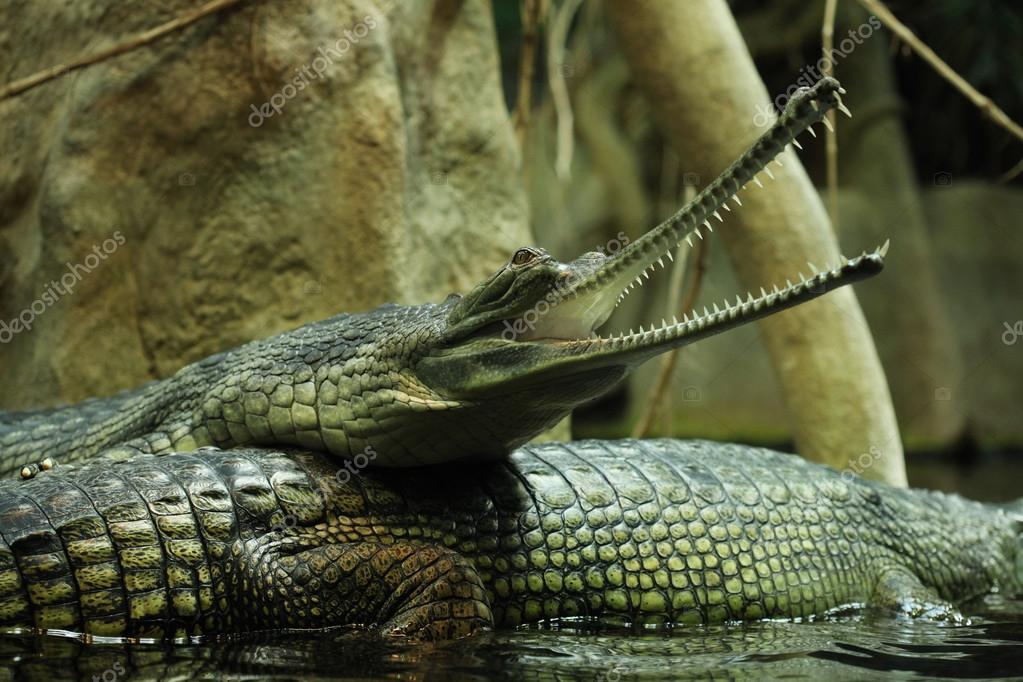 Gharial Gavialis Gangeticus Stock Photo Image By C Wrangel Gharial Gavialis Gangeticus Stock Photo Image By C Wrangel
