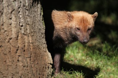 Bush köpek (speothos venaticus)