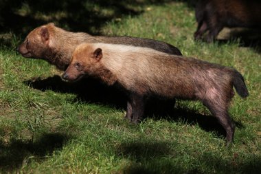 Bush köpekler (speothos venaticus)