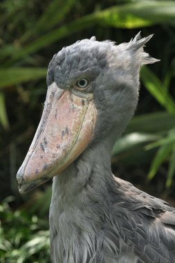 shoebill (balaeniceps rex)
