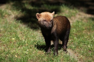 Bush köpek (speothos venaticus)