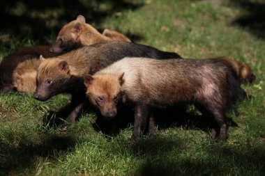 Bush köpekler (speothos venaticus)