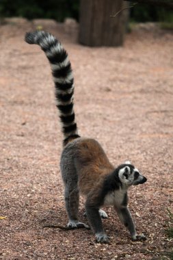 Halka kuyruklu lemur (Lemur catta)