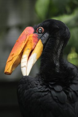 Gergedan Kartallar (buceros gergedan). 