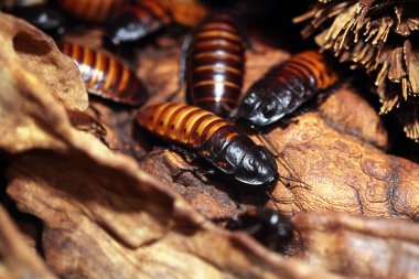Madagaskar tıslayan hamamböcekleri (Gromphadorhina alametleri)
