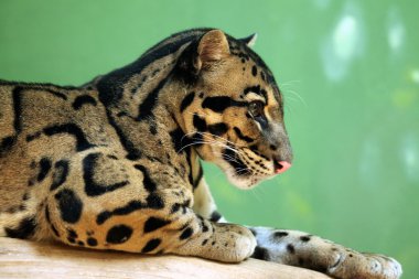 Clouded leopard (Neofelis nebulosa) clipart