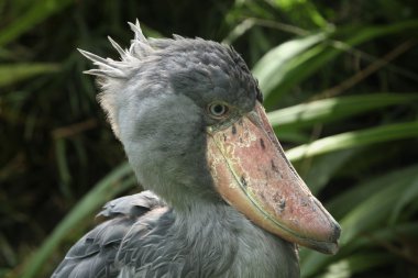 shoebill (balaeniceps rex)