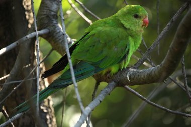 pullu göğüslü lori (trichoglossus chlorolepidotus)