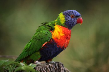Gökkuşağı lorisi (Trichoglossus moluccanus)