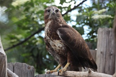 Bayağı Şahin (buteo buteo)