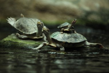 Güney Nehri Dead'e (batagur affinis)