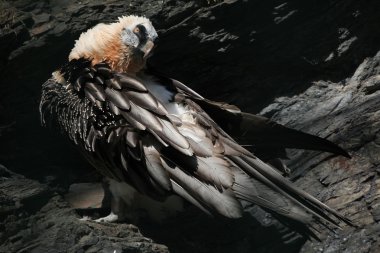 Sakallı akbaba (Gypaetus barbatus)