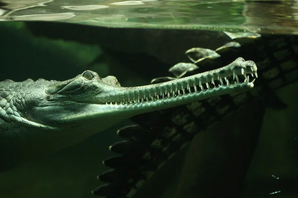 Gharial (gavialis gangeticus)) — Stockfoto