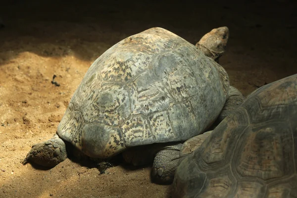 Leopardenschildkröte (stigmochelys pardalis)). — Stockfoto