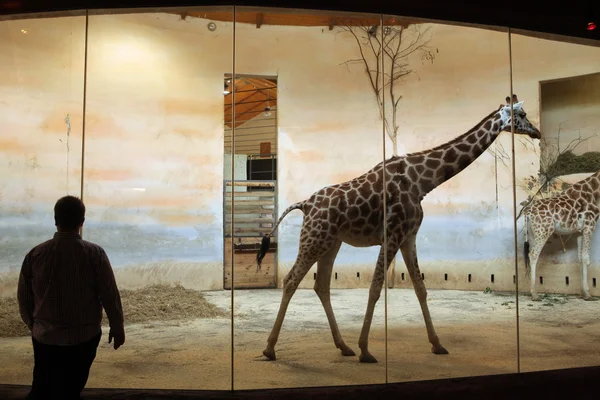 Rothschild's giraffes at Prague Zoo — Stock Photo, Image