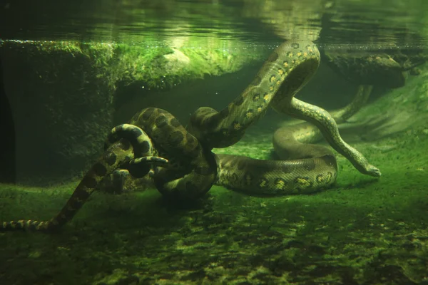 Anaconda verde (Eunectes murinus ) — Fotografia de Stock