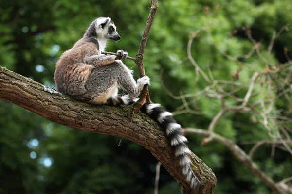 Gyűrűfarkú maki (Lemur catta)) — Stock Fotó